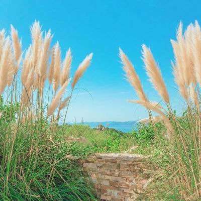 我在江湖之陈芊芊传记游戏下载